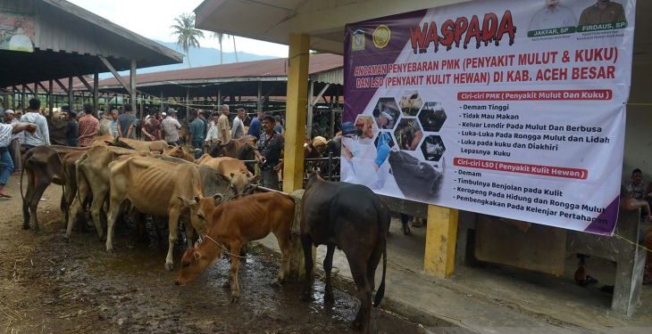 Sapi Aceh Terindikasi PMK, 49 Ekor di Aceh Diperiksa