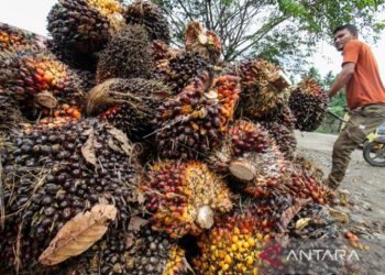 Petani Simeulue biarkan sawit membusuk di pohon. Ini penyebabnya