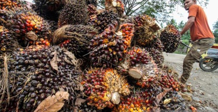 Petani Simeulue biarkan sawit membusuk di pohon. Ini penyebabnya