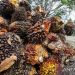 Petani Simeulue biarkan sawit membusuk di pohon. Ini penyebabnya