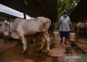 MUI Medan imbau warga teliti beli hewan kurban di tengah wabah PMK