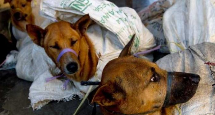 Pemko Medan Terbitkan SE Larangan Penjualan Daging Anjing Secara Komersil