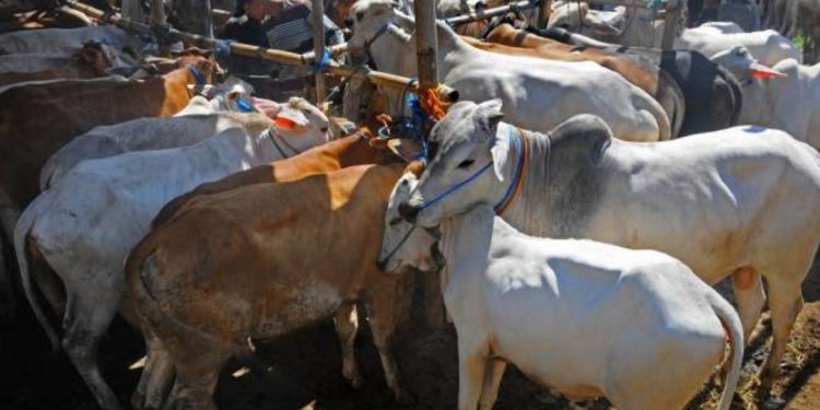 Gubernur Edy: Kasus Penyakit Mulut dan Kuku di Sumut Membaik