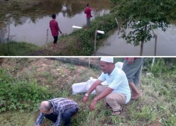 Ketua PDM Biruen Lepas 8000 Bibit Nila di Kolam Muhammadiyah