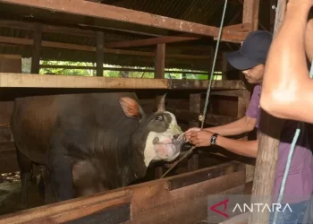 13 sapi di Aceh Timur mati akibat PMK