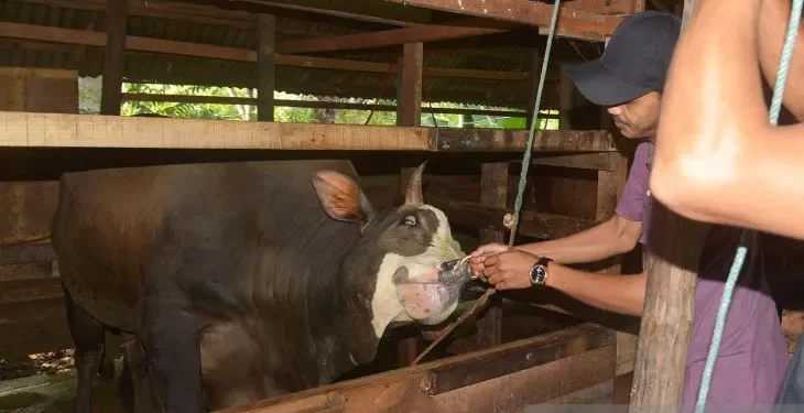 13 sapi di Aceh Timur mati akibat PMK