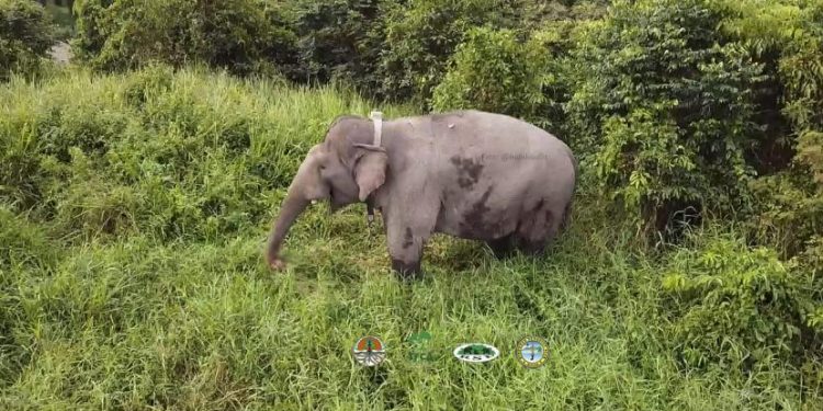 Kawanan Gajah Liar Rusak Rumah dan Kebun Warga Aceh Timur