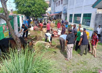 LazisMu Aceh Barat Kurban 24 Ekor Kerbau, Sapi dan Kambing