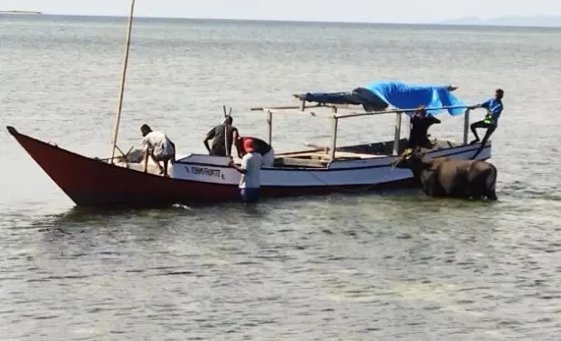 Qurban Lazismu di Daerah 3T: Tempuh Jalur Laut, Jangkau Warga Non Muslim