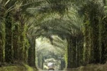 Sudah Dilepas Pemerintah Sejak 1996, Tapi Ribuan Hektar Tanah Masih Dikuasai PT. BPS