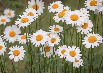 Khutbah Jum’at: Menyemai Kebajikan, Menuai Kemaslahatan