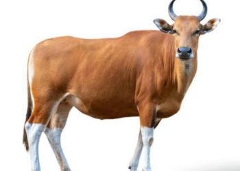 Kolom Safrin Octora : Manajemen Qurban