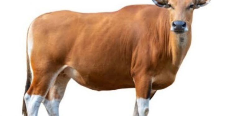 Kolom Safrin Octora : Manajemen Qurban