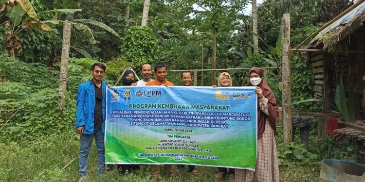 Dosen FP UMSU Ubah Limbah Putung Rokok Jadi Bio Pestisida Pada Tanaman Pepaya