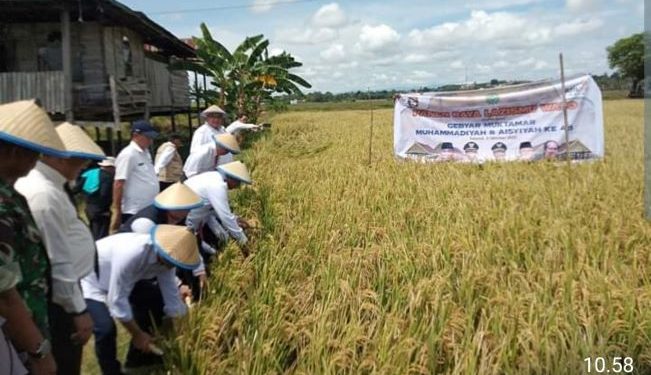 Panen Raya LazisMu di Wajo, Bangkitkan Pemberdayaan Pertani