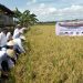 Panen Raya LazisMu di Wajo, Bangkitkan Pemberdayaan Pertani