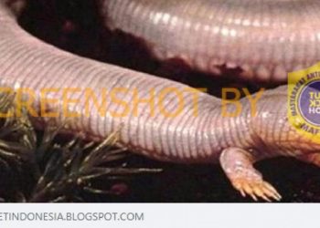 Heboh Tanda Kiamat Sudah Ada di Israel