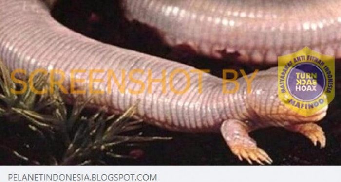 Heboh Tanda Kiamat Sudah Ada di Israel