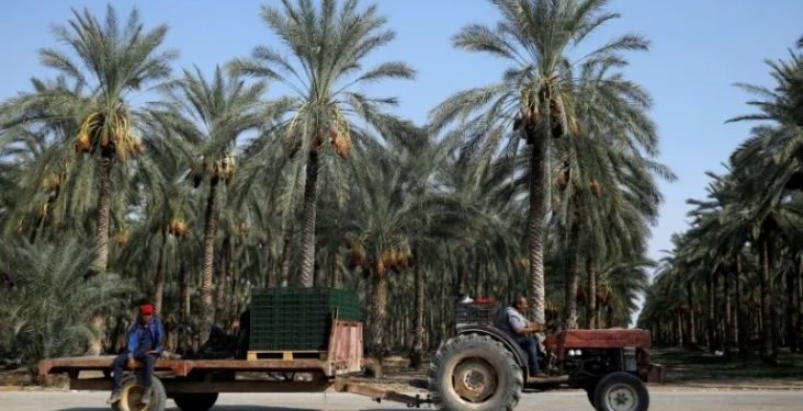 Muslim Eropa Diajak Boikot: Jangan Beli Kurma Israel pada Ramadan Ini!