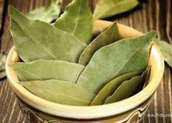 10 Manfaat Daun Salam untuk Kesehatan yang Jarang Diketahui