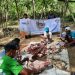 Inovasi Manajemen qurban 1444 H Lazismu DIY salurkan  370 hewan qurban di 201 Lokasi