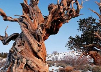 Ini Pohon Tertua di Bumi, Masih Tumbuh Meski Usianya Lebih Tua dari Piramida Mesir