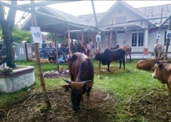 Desa Sangso Bersyukur, Haedar Nashir Kirim Sapi untuk Kurban