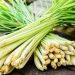 Tujuh Manfaat Serai Bagi Kesehatan Tubuh yang Menarik Diketahui