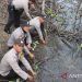 Pulihkan Hutan Mangrove, Pemprov Sumut Tanam 10 Ribu Bibit Mangrove di Langkat