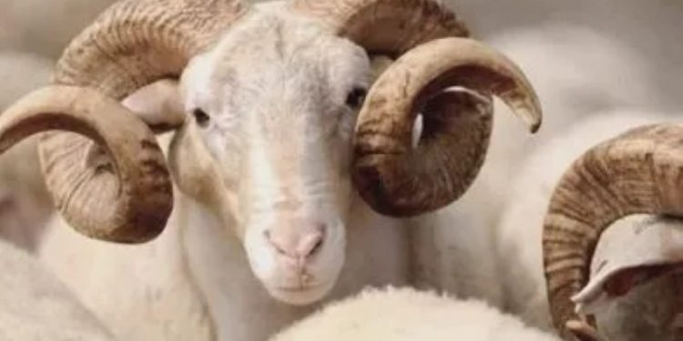 Ketentuan Berkurban: Seekor Kambing, Sapi, dan Unta dalam Tinjauan Hadis