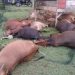 Belasan Ekor Sapi di Aceh Jaya Mati Disambar Petir