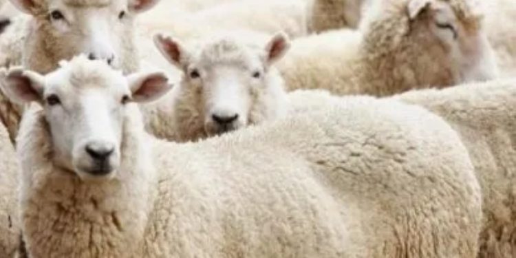 Kurban Unta, Sapi, dan Kambing: Mana yang lebih Utama?