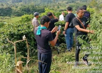 Polisi Temukan Ladang Ganja di Simalungun, Ibu-Anak Diamankan
