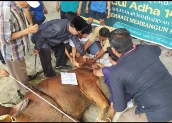 Syiar Qurban Idul Adha 1445 H PWM Sumut, Berbagi dan Peduli