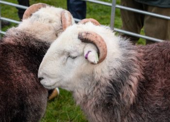 Muhammadiyah di Inggris Rayakan Iduladha dengan Kebersamaan