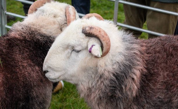 Muhammadiyah di Inggris Rayakan Iduladha dengan Kebersamaan