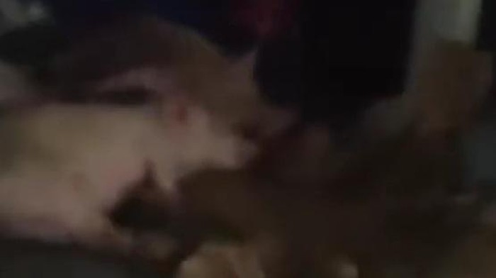 Foto Babi yang Diangkut Mobil Berstiker SPPG di Sumut: (Tangkapan video media sosial)