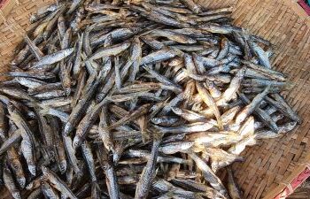 Ikan Depik, Ikan Khas Danau Lut Tawar Aceh Tengah