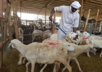 Kemenhaj Atur Mekanisme Dam Haji, Jemaah Wajib Ikuti Jalur Resmi