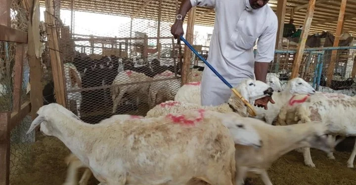 Kemenhaj Atur Mekanisme Dam Haji, Jemaah Wajib Ikuti Jalur Resmi