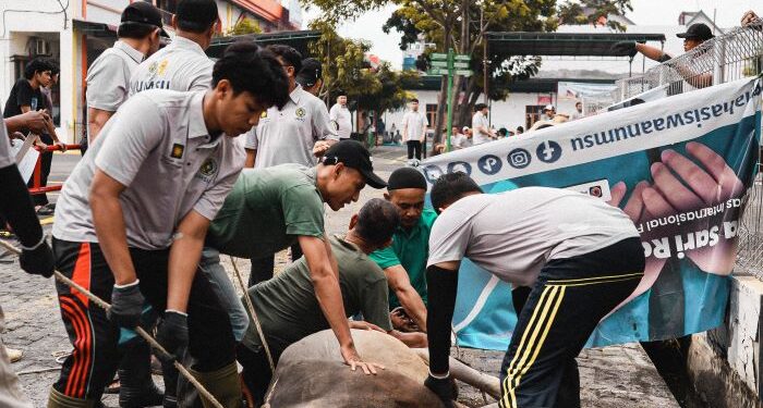 Muhammadiyah Kota Medan Berkurban : 764 Sapi dan 271 Kambing