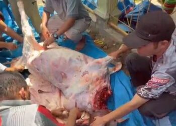 Muhammadiyah Pematangsiantar Berkurban, 45 Sapi dan 24 Kambing