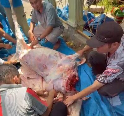 Muhammadiyah Pematangsiantar Berkurban, 45 Sapi dan 24 Kambing