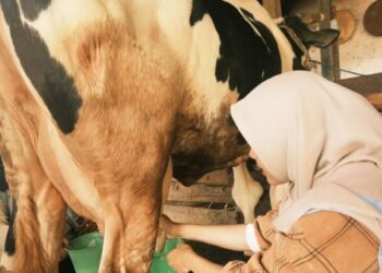 Dari Susu Terbuang hingga Gadung Kurang Dikenal, KKN MAs UMM Bawa Solusi di Kasembon