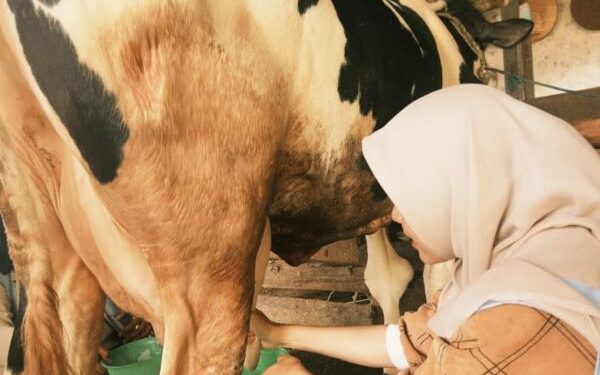 Dari Susu Terbuang hingga Gadung Kurang Dikenal, KKN MAs UMM Bawa Solusi di Kasembon