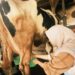 Dari Susu Terbuang hingga Gadung Kurang Dikenal, KKN MAs UMM Bawa Solusi di Kasembon
